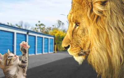 How Small Self Storage Operators Compete Against Big REITs