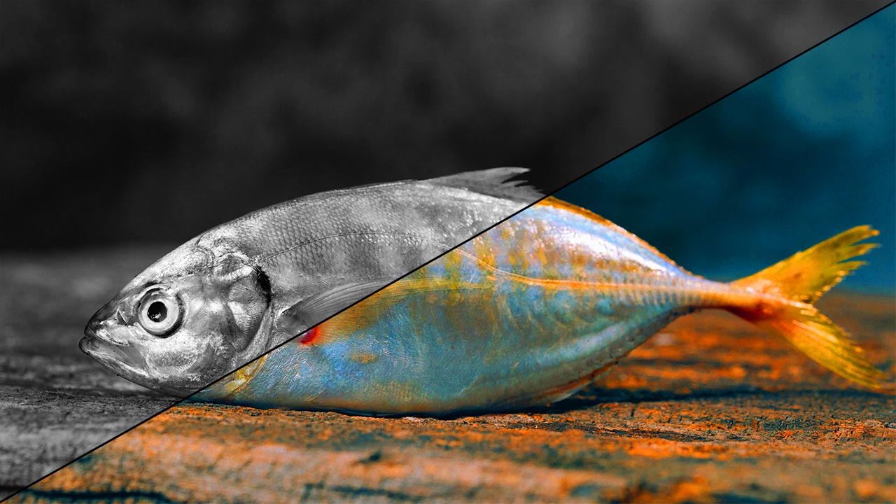 Bigger Fish to Fry? Self Storage Development Bans vs Oversaturation