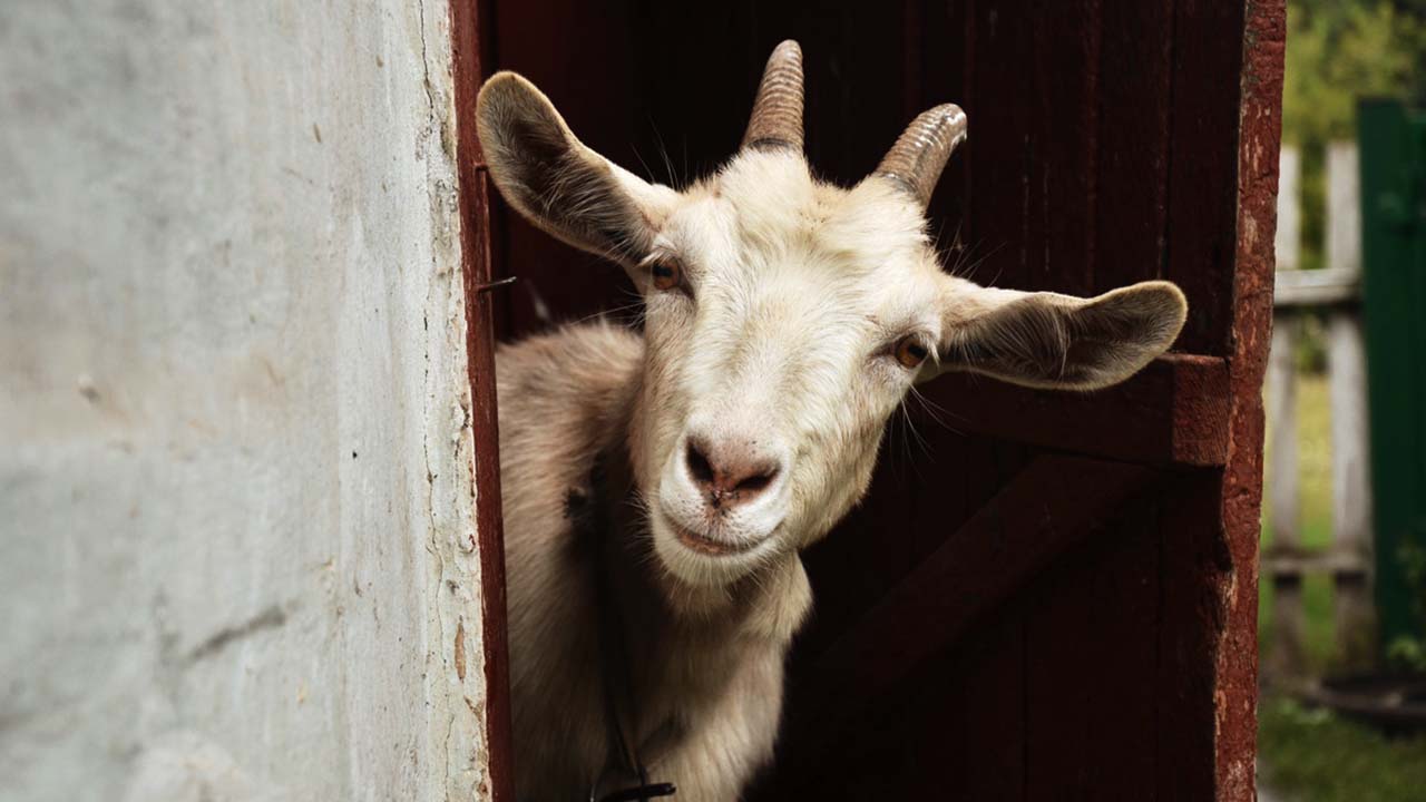 Self Storage Units, Fun Investments, Goat Rentals