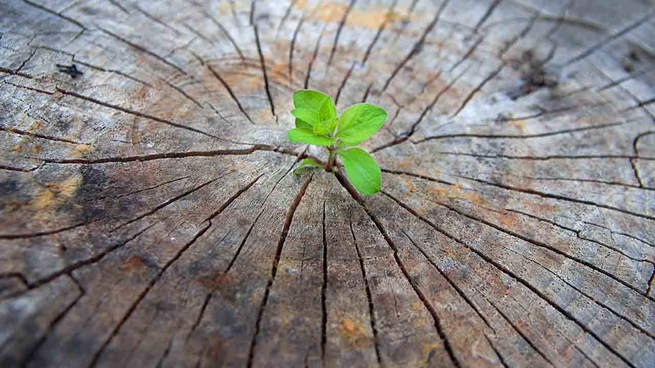 Marcus & Millichap Optimistic for Self Storage in 2019