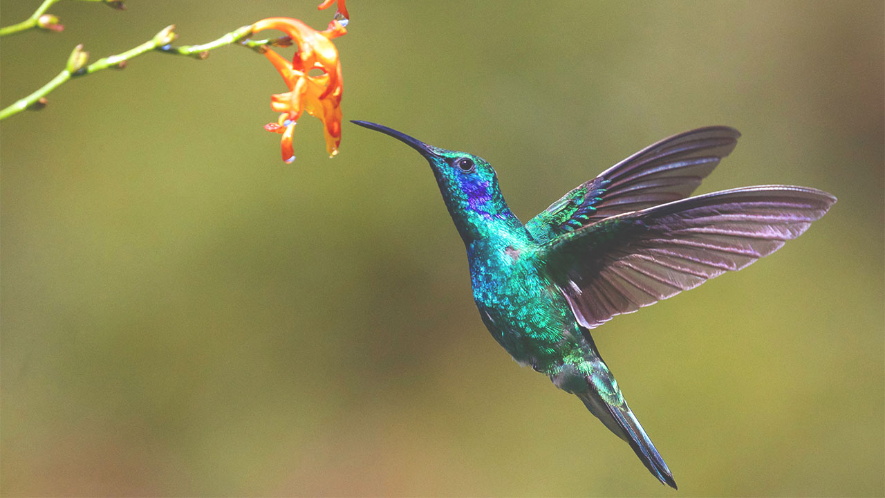 Tenant Inc’s Hummingbird Offers More Advanced Property Management Solutions