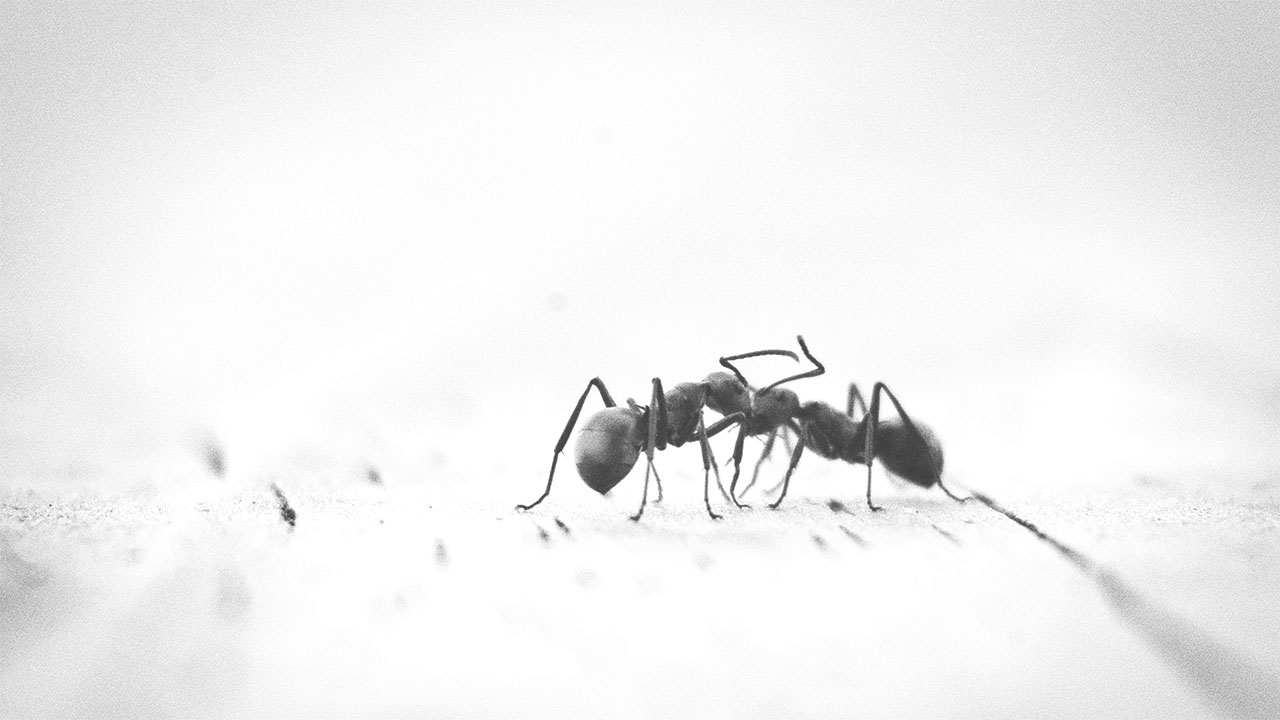 What can Ants Teach us About Storage?